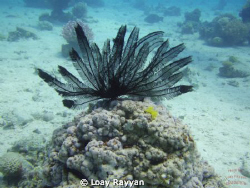 Feather Star by Loay Rayyan 